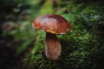 bay bolete