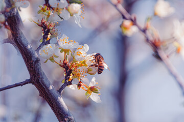 spring blossoms bee