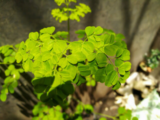 leaves in the garden
