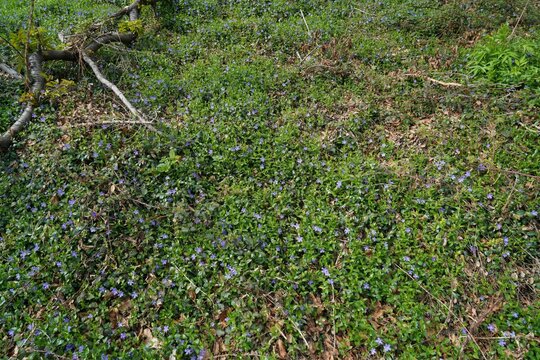 Green meadow with small blue flowers.