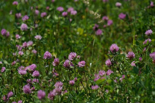 Closeup of Trifolium pratense, red clovers in the meadow.
