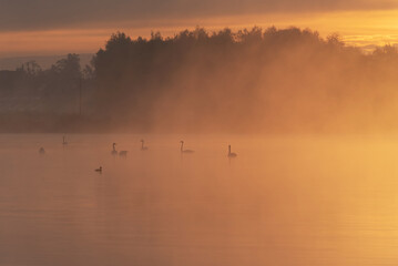 Obraz na płótnie Canvas A flock of swans in the fog on the lake