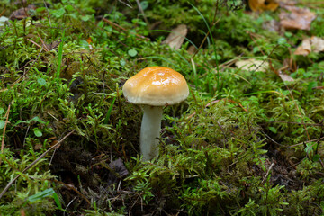 Contrary webcap, Cortinarius varius growing among moss