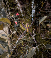 Close up shot spider sitting in a spider web in National park of Kanchanaburi , Thailand