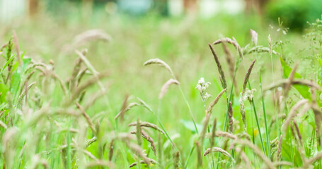 Close-up of crops growing on field in farm