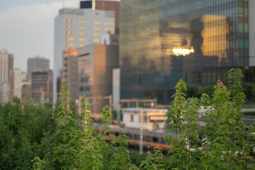 初夏の緑越しに見る夕暮れ時の御茶ノ水駅