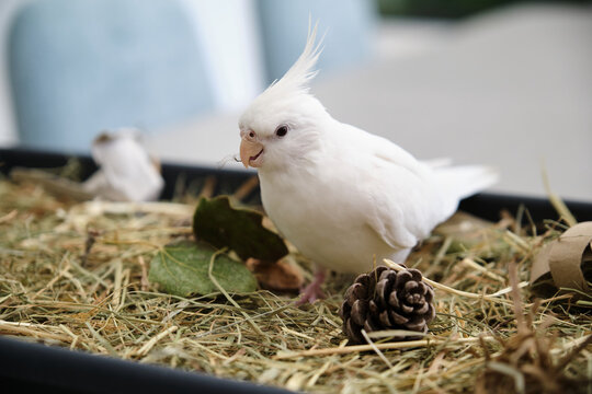 Albino cockatiel playing in its foraging tray, environmental enrichment. White-faced Lutinos mutation.