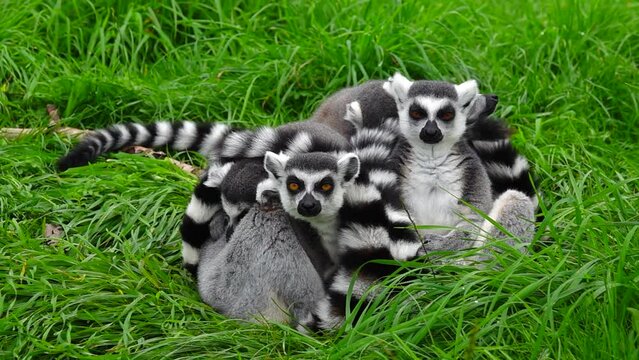 ring tailed lemurs sit on green grass. slow motion