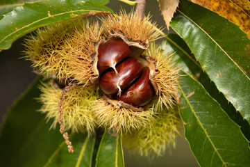 chestnuts on the tree in autumn