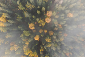 Yellowing crowns of forest trees on a foggy morning. Top view