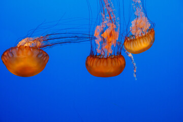 Sea nettle - a huge orange deep ocean jellyfish