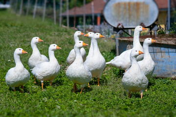 White geese outside in the grass