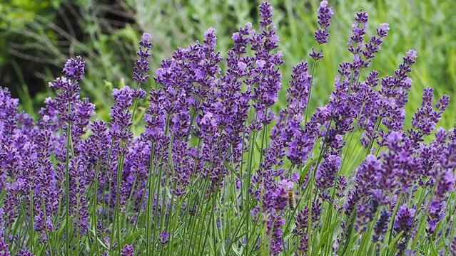Lavendel und Bienen - lavandula angustifolia 