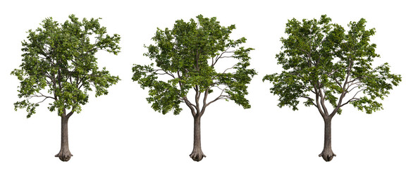 tree isolated on transparent background , tree 3d render