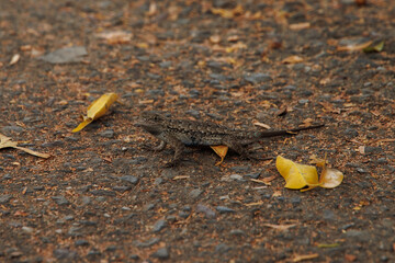 Cute brown little lizard blended with the ground and surrounded by yellow leaves