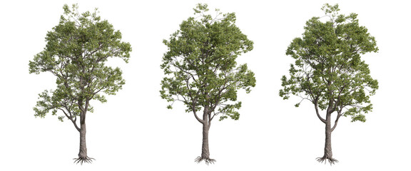 tree isolated on transparent background , tree 3d render