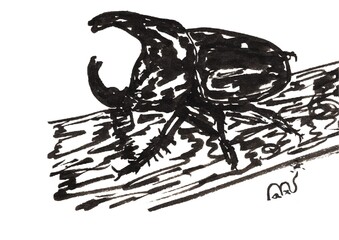 black sketching animal - beetle sketching