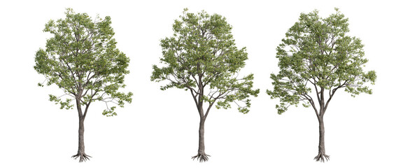 tree isolated on transparent background , tree 3d render
