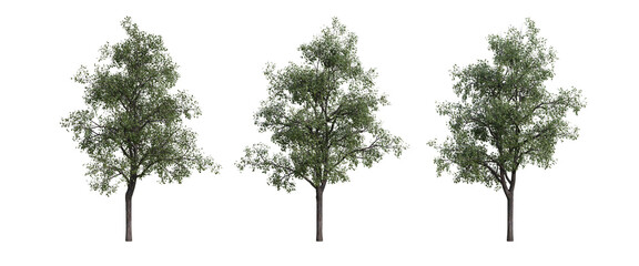 tree isolated on transparent background , tree 3d render