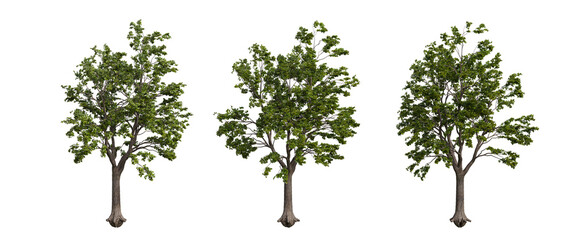 Obraz premium tree isolated on transparent background , tree 3d render