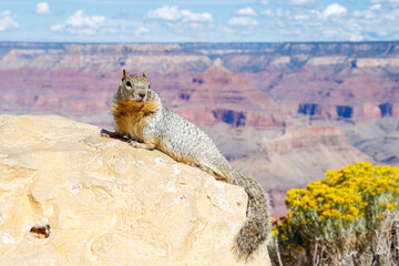 Squirrel on the rock in Grand Canyon National Park in Arizona. Gran Canyon wildlife. South rim of...