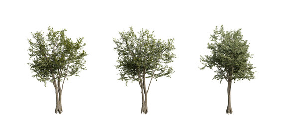 tree isolated on transparent background , tree 3d render