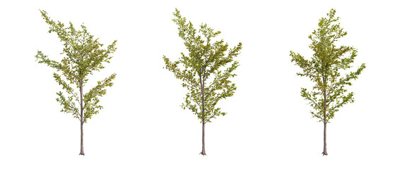 tree isolated on transparent background , tree 3d render