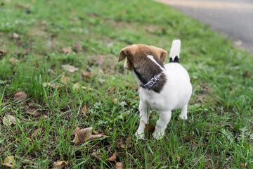 Adorable little jack russel terrier puppy on a grass in a park, looking aside, first walk with home pets, new dog friend.