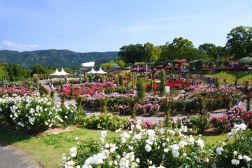 かのやバラ園内の満開の春バラ
