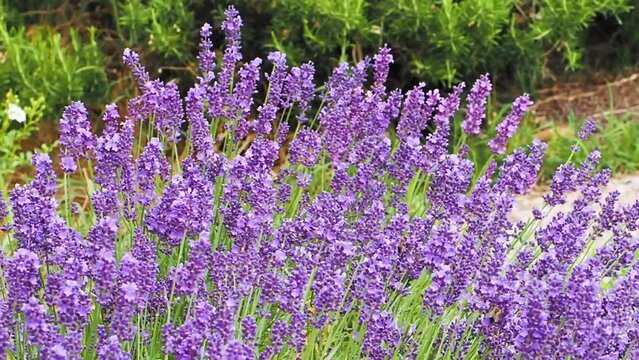 Lavendel und Bienen - lavandula angustifolia 