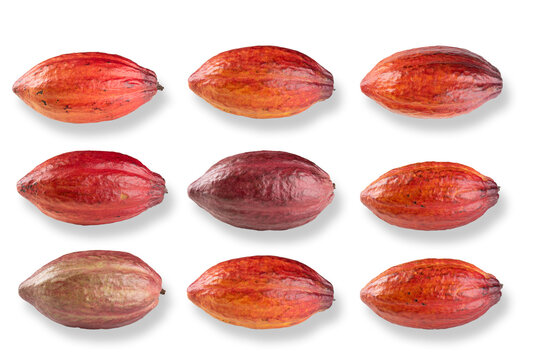 Ripe Cocoa Fruit Isolated