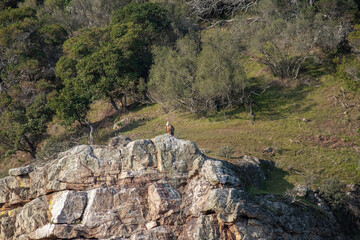 Fototapeta na wymiar A griffon vulture basking in the morning sun perched on the rocks in Monfrague National Park.