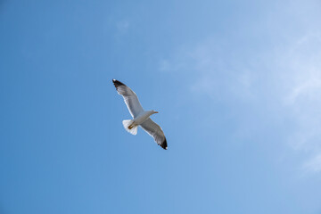 A lonely seagull flies over the blue sky. Seagull hunting fish over the sea.