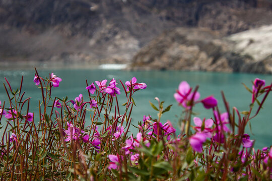 Nature of Greenland