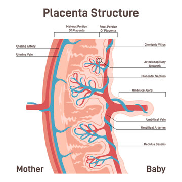 Placenta anatomy. Human fetus oxygen and nutrients supplying