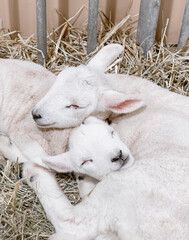 Sleeping lamb cuddling with one another in a pile of hay. These cute animals are family to one another.