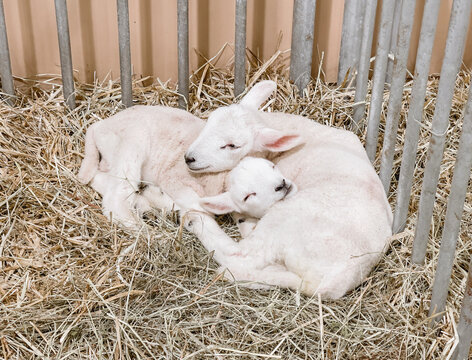 Sleeping lamb cuddling with one another in a pile of hay. These cute animals are family to one another.