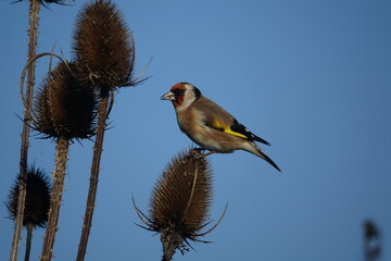 European goldfinch (Carduelis carduelis) feeding on thistle seeds during autumn