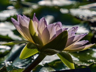 pink water lily
