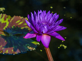 purple water lily
