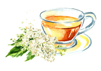 Herbal tea with fresh  Meadowsweet or Spiraea ulmaria medical herb, plant and flower.  Hand drawn watercolor  illustration isolated on white background