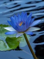 blue water lily in the pond