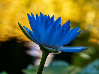 blue water lily in the garden
