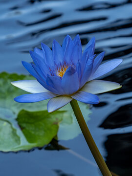 Blue Water Lilies Images Browse 48 4 Stock Photos Vectors And Video Adobe Stock Blue Water Lilies Images Browse 48 4 Stock Photos Vectors And Video Adobe Stock