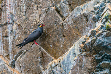 An Inca tern devouring a fish on a cliff	