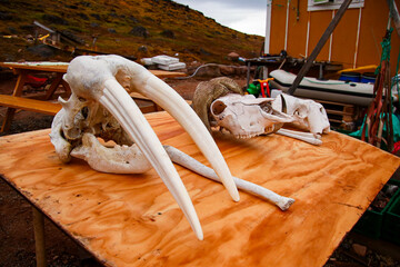 Skulls  © Travel_IR