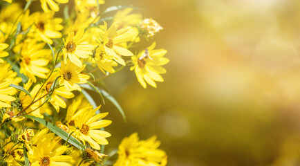 close up of a yellow flower under sun light