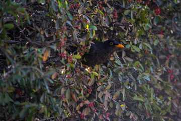 Zorzal Chiguanco - Sorpresa