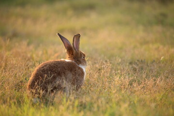 Rabbit in green field and farm way. Lovely and lively bunny in nature with happiness. Hare in the forest. Young cute bunny playing in the garden with grass and small flower in dreamy golden light.
