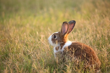 Rabbit in green field and farm way. Lovely and lively bunny in nature with happiness. Hare in the forest. Young cute bunny playing in the garden with grass and small flower in dreamy golden light.